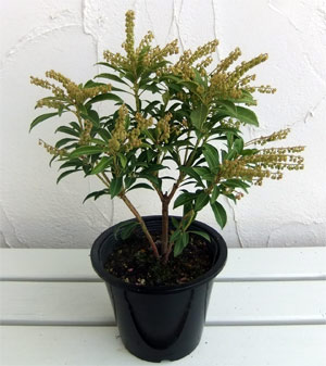 春に白い花を咲かせる常緑低木 花木の苗木 花木 庭木の苗 植木 アセビ 馬酔木 アシビ 白花5号ポット 花木 8株セット 園芸ネット プラス