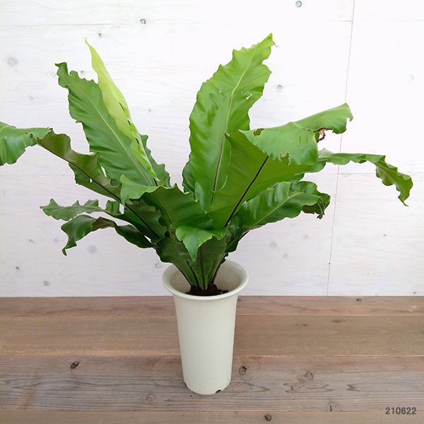 観葉植物 シマオオタニワタリ 大谷渡り 7号ロング鉢植え Christine Coppin Com