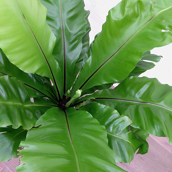 観葉植物 シマオオタニワタリ 大谷渡り 7号ロング鉢植え Christine Coppin Com