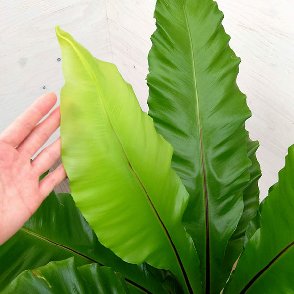 観葉植物 シマオオタニワタリ 大谷渡り 7号ロング鉢植え Christine Coppin Com