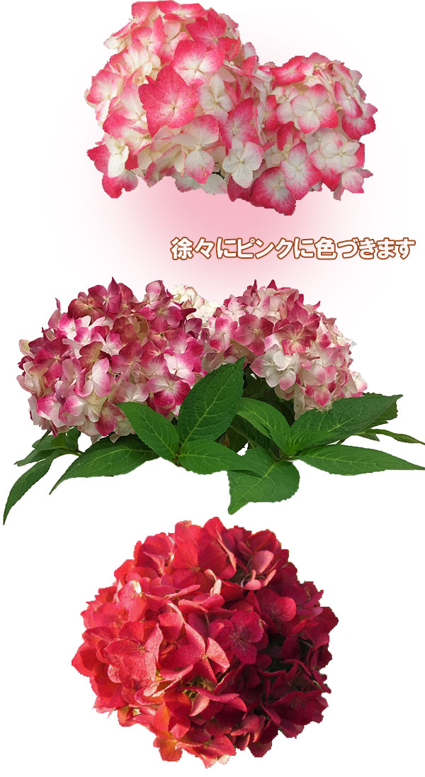 花木 庭木の苗 アジサイ ガーデニング・農業