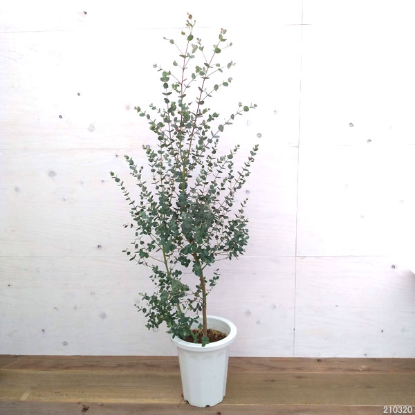 庭木の苗 ユーカリ グニーユーカリ サイダーガム 8号鉢植え 園芸ネット 銀葉が爽やかな香りドライフラワーにも 植木 プラス 花木 花木