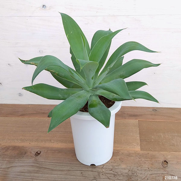 観葉植物 アガベ リュウゼツラン アテヌアータ 緑葉 7号鉢植え Letempslev K7a Com