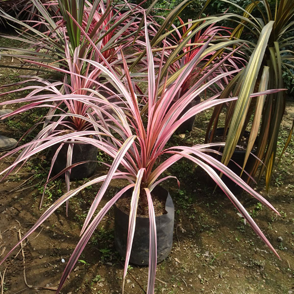 草花の苗 花の苗物 コルジリネ オーストラリス スプレンダー8号ポット 園芸ネット プラス葉色がきれい 寄せ植えのワンポイントに