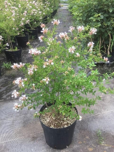 プラス 植木 庭木の苗 アベリア シネンシス8号ポット 園芸ネット 母の香りのよい品種 花木 花木 ガーデニング 農業 花後のガクが常緑低木 花木の苗木 プラス 植木 庭木の苗 アベリア シネンシス8号ポット 園芸ネット 母の香りのよい品種 花木 花木 ガーデニング 農業 花後のガクが常緑低木 花木の苗木