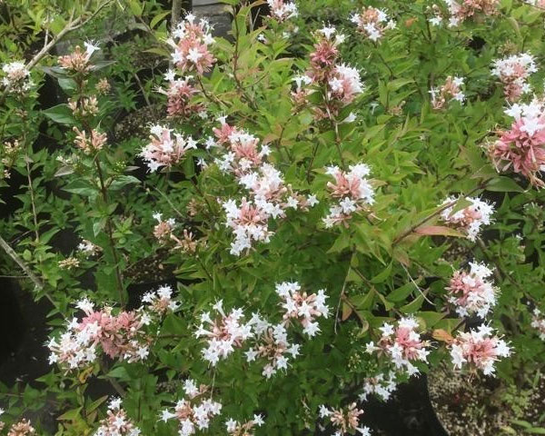 プラス 植木 庭木の苗 アベリア シネンシス8号ポット 園芸ネット 母の香りのよい品種 花木 花木 ガーデニング 農業 花後のガクが常緑低木 花木の苗木 プラス 植木 庭木の苗 アベリア シネンシス8号ポット 園芸ネット 母の香りのよい品種 花木 花木 ガーデニング 農業 花後のガクが常緑低木 花木の苗木