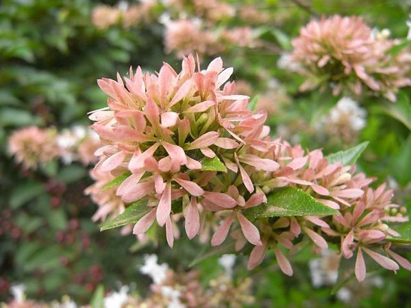プラス 植木 庭木の苗 アベリア シネンシス8号ポット 園芸ネット 母の香りのよい品種 花木 花木 ガーデニング 農業 花後のガクが常緑低木 花木の苗木 プラス 植木 庭木の苗 アベリア シネンシス8号ポット 園芸ネット 母の香りのよい品種 花木 花木 ガーデニング 農業 花後のガクが常緑低木 花木の苗木