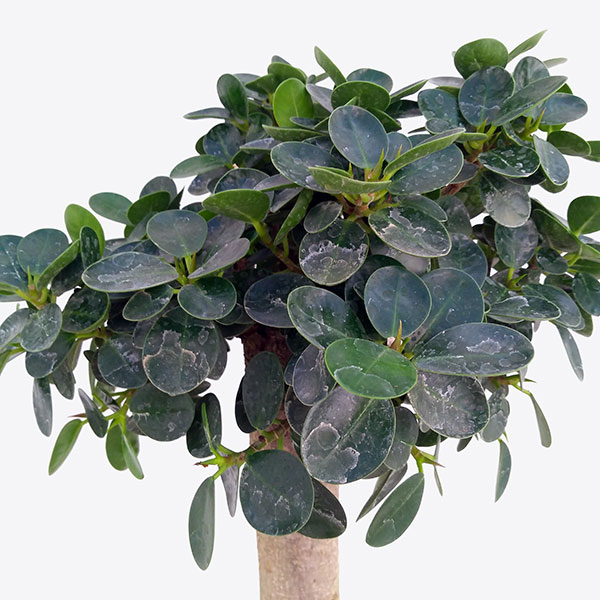 観葉植物 送料無料 ジャイアントパンダガジュマル 8ナンバー鉢植え 拠り所狭小 物量さ粗粗90cm Marchesoni Com Br