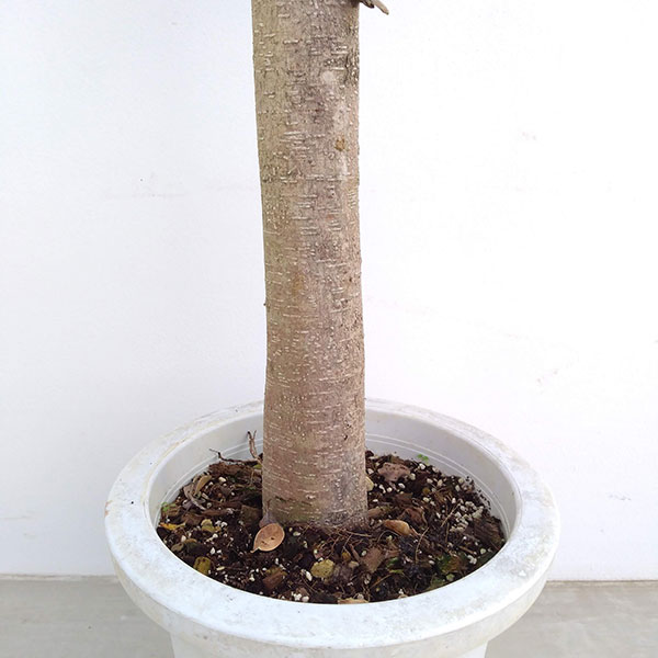 観葉植物 送料無料 ジャイアントパンダガジュマル 8ナンバー鉢植え 拠り所狭小 物量さ粗粗90cm Marchesoni Com Br 観葉植物 送料無料 ジャイアントパンダガジュマル 8ナンバー鉢植え 拠り所狭小 物量さ粗粗90cm Marchesoni Com Br