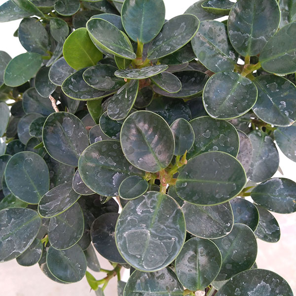 観葉植物 送料無料 ジャイアントパンダガジュマル 8ナンバー鉢植え 拠り所狭小 物量さ粗粗90cm Marchesoni Com Br