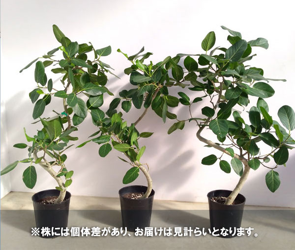 人気の観葉植物 観葉植物 大型 棚卸しセール 花 観葉植物 観葉植物 フィカス ベンガレンシス 曲がり 7号鉢植え 中 園芸ネット 中花 ガーデン Diy プラス