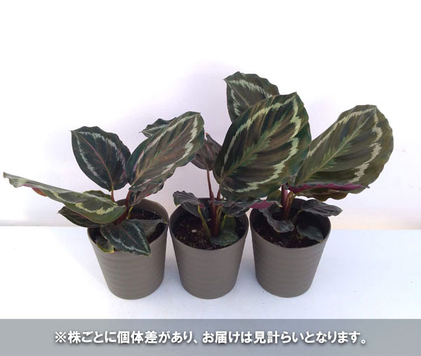 観葉植物 カラテア メダリオン4号鉢植え Letempslev K7a Com