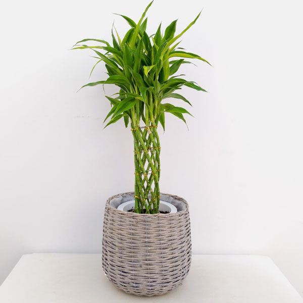 観葉草木 ミリオンバンブー 好機のバンブー ドラセナ サンデリアーナ 7号数ボウル 鉢カバー附添い 竹製カゴ Hotjobsafrica Org