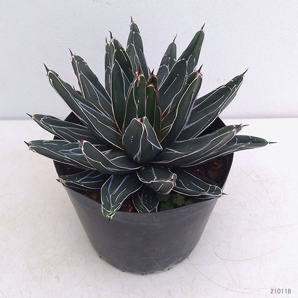 観葉植物 アガベ ヴィクトリアエ 笹の雪 4 5号鉢植え Educaps Com Br