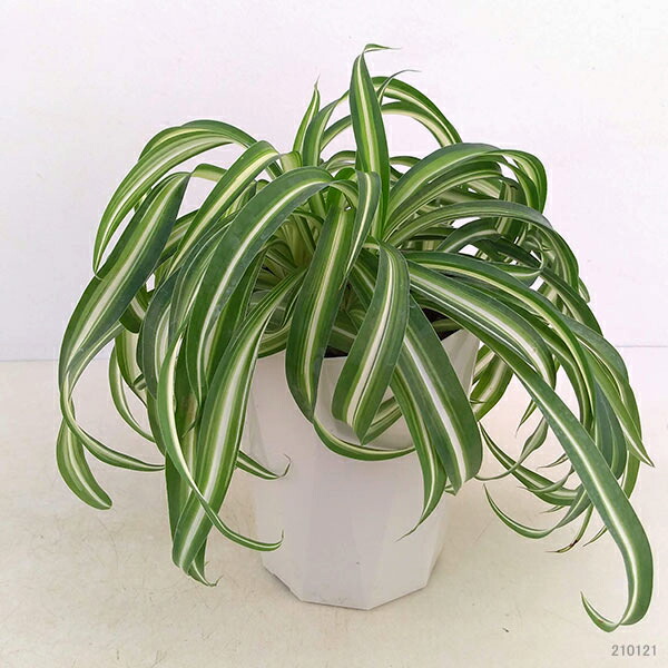 観葉植物 オリヅルラン ボニー4号鉢植え Hotjobsafrica Org