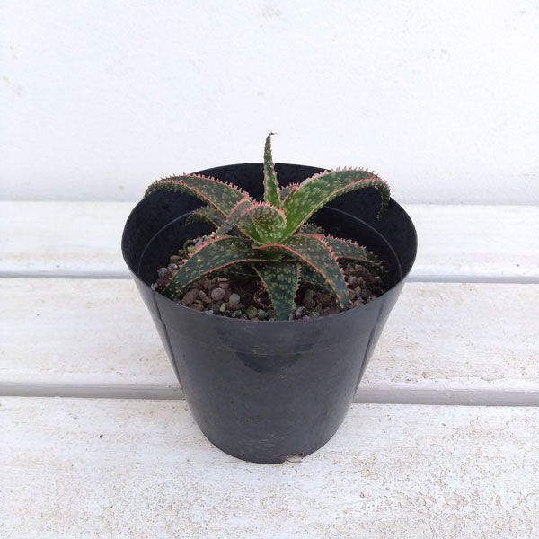 観葉植物 アロエ クリスマスキャロル3 5号数ポット Hotjobsafrica Org