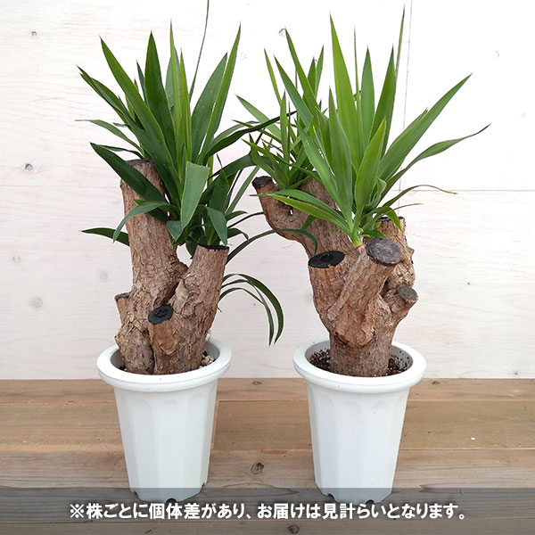 観葉植物 ユッカ ブランチ ユッカ エレファンティペス 7号鉢植え Marcsdesign Com