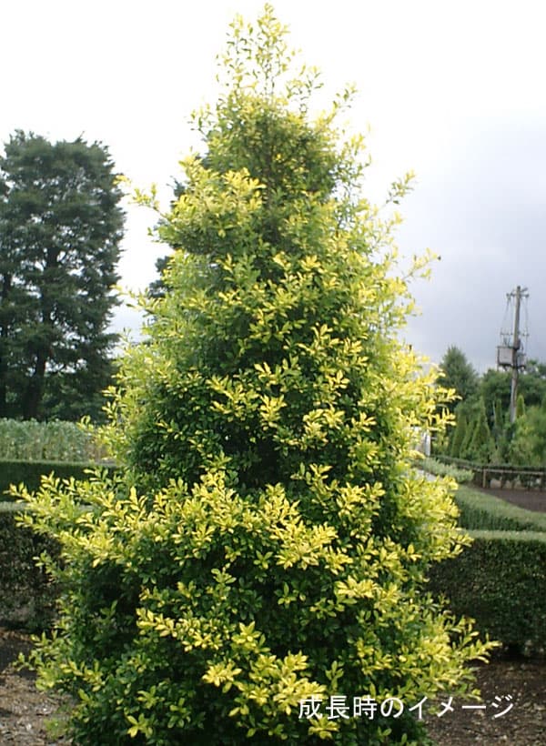 イレックス 花木 春の新芽が黄色葉で美しい柊 植木 花木 庭木の苗 送料無料 西洋ヒイラギ サニーフォスター5号ポット 8株セット 園芸ネット プラス