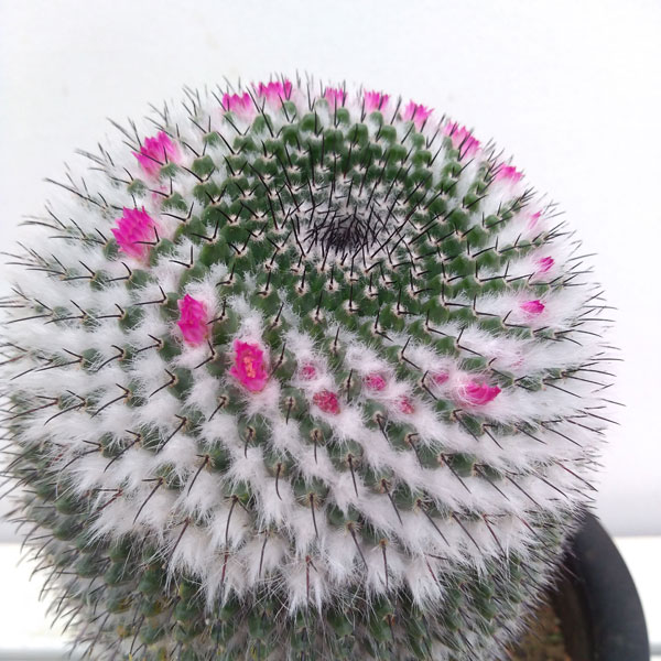 観葉植物 貨物輸送無料 マミラリア 見晴し清 かげきよ 6号鉢植え Nobhillmusic Com