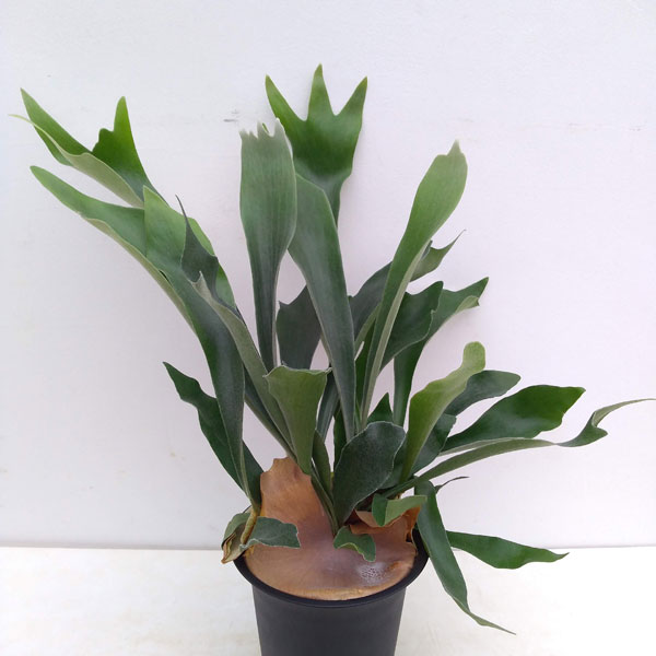 観葉植物 コウモリラン ネザーランズ6号鉢植え Crunchusers Com