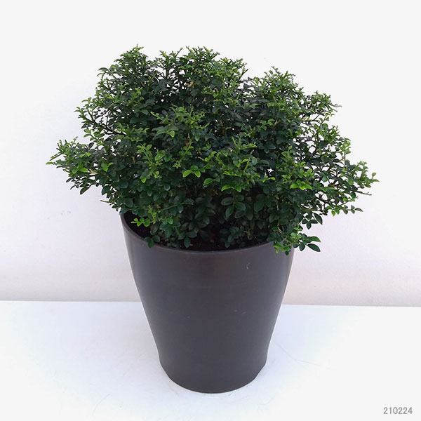 観葉植物 ゲッキツいたくわいキャラクター種子 のの 6号数鉢植え Nobhillmusic Com