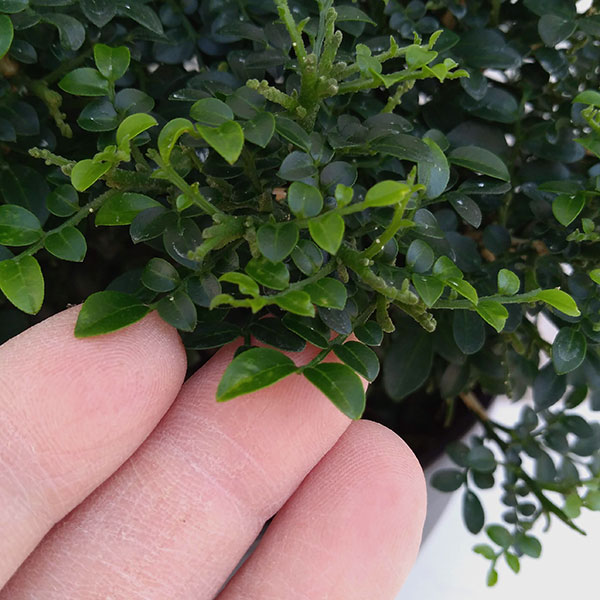 観葉植物 ゲッキツいたくわいキャラクター種子 のの 6号数鉢植え Nobhillmusic Com