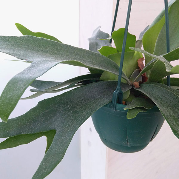 観葉植物 コウモリラン ビカクシダ ネザーランズ 5号鉢植え Hotjobsafrica Org
