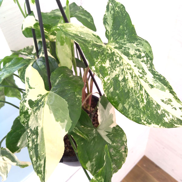 観葉植物 シンゴニウム フレンチマーブル 5号吊り鉢 Amedf Com Br