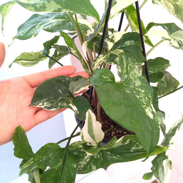 観葉植物 シンゴニウム フレンチマーブル 5号吊り鉢 Amedf Com Br