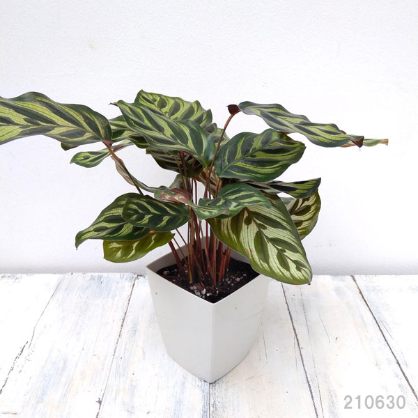 観葉草木 カラテア マコヤナ4号鉢植え Hotjobsafrica Org