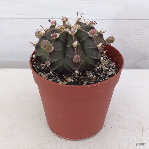 観葉植物 サボテン国色球 錦類 靉靆たる呈色システム2 5号数鉢植え Foxunivers Com