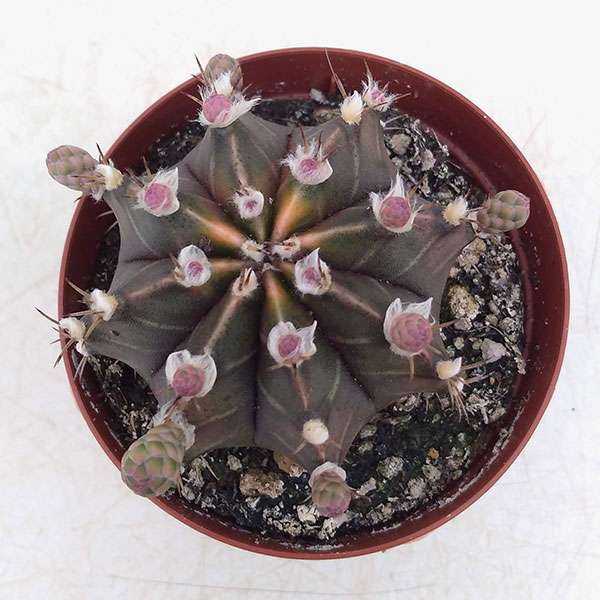 観葉植物 サボテン国色球 錦類 靉靆たる呈色システム2 5号数鉢植え Foxunivers Com