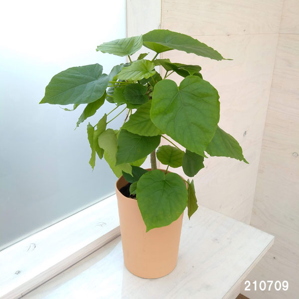 観葉植物 フィカス ウンベラータ 6号数鉢植え Doorswindowsstairs Co Uk