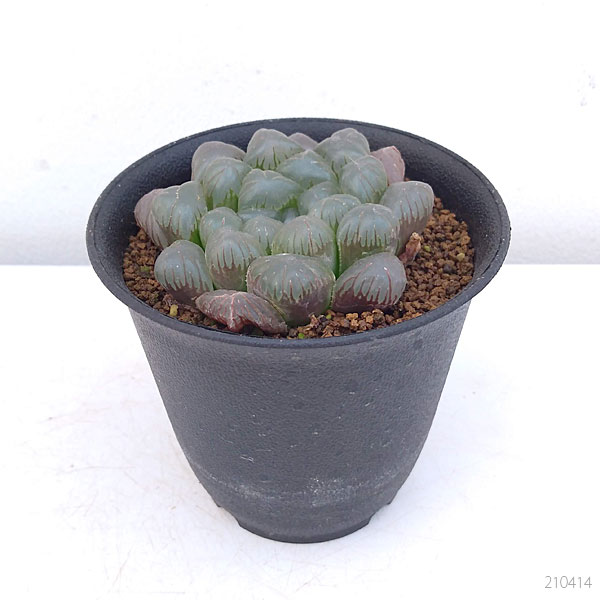 観葉植物 多肉植物 紫オブツーサ 3号鉢植え Maisons Coudrelle Fr