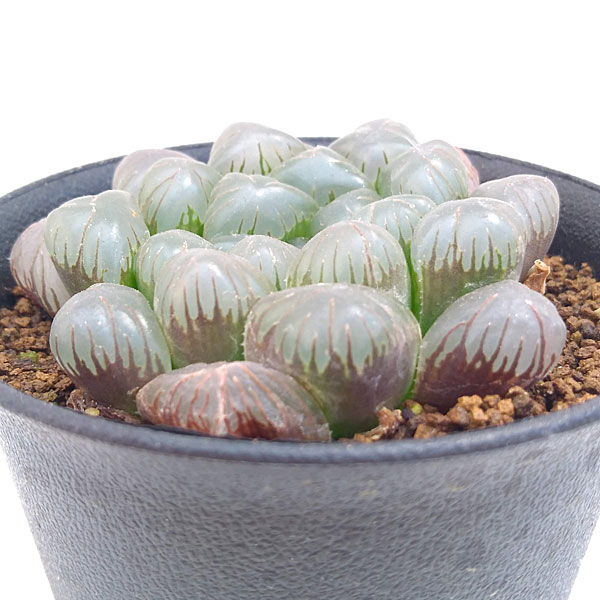 観葉植物 多肉植物 紫オブツーサ 3号鉢植え Maisons Coudrelle Fr