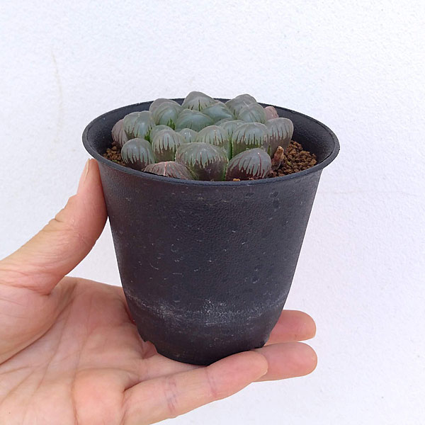 観葉植物 多肉植物 紫オブツーサ 3号鉢植え Maisons Coudrelle Fr