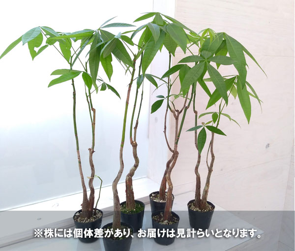 観葉植物 トーマスファームさんこだわりのパキラ フォレスト 実生3年 3号ポット Maisons Coudrelle Fr