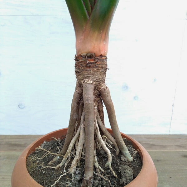観葉植物 タコノキ科 7号数鉢植え A 3 現品手懸ける 沖縄観葉 Damienrice Com