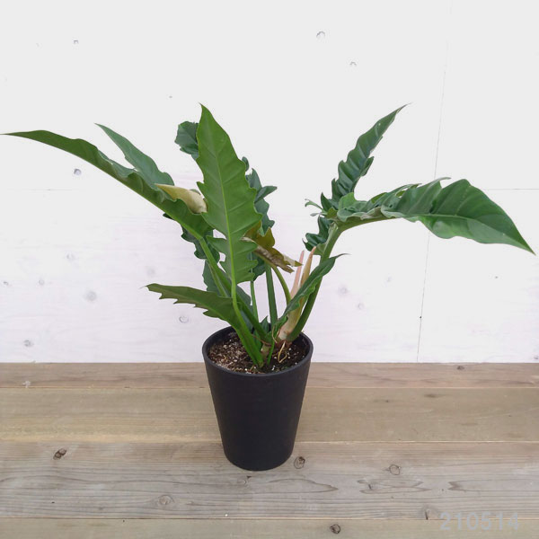 観葉植物 フィロデンドロン ナロー 7号プラ鉢植え 園芸ネット プラス 流通量の少ないアロイド 観葉植物 花 観葉植物 変わった葉の観葉植物