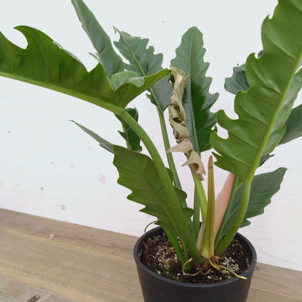 観葉植物 フィロデンドロン ナロー 7号プラ鉢植え 園芸ネット 花 観葉植物 プラス 観葉植物 流通量の少ないアロイド 変わった葉の観葉植物