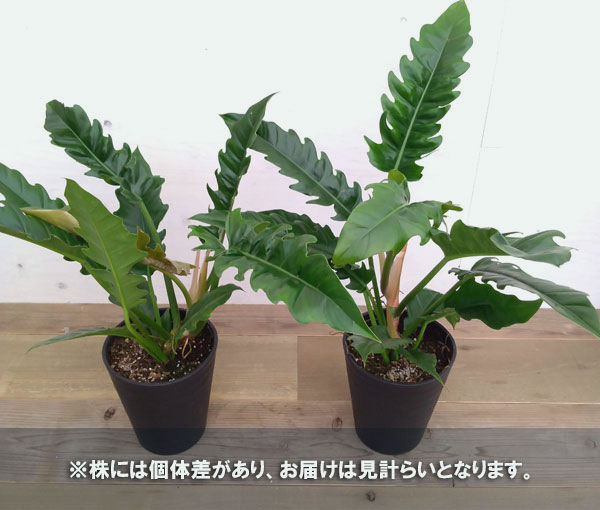 観葉植物 フィロデンドロン ナロー 7号プラ鉢植え 園芸ネット 花 観葉植物 プラス 観葉植物 流通量の少ないアロイド 変わった葉の観葉植物