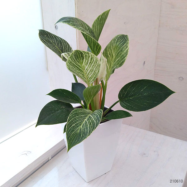 観葉草木 フィロデンドロン 小節キン4号数 Nobhillmusic Com