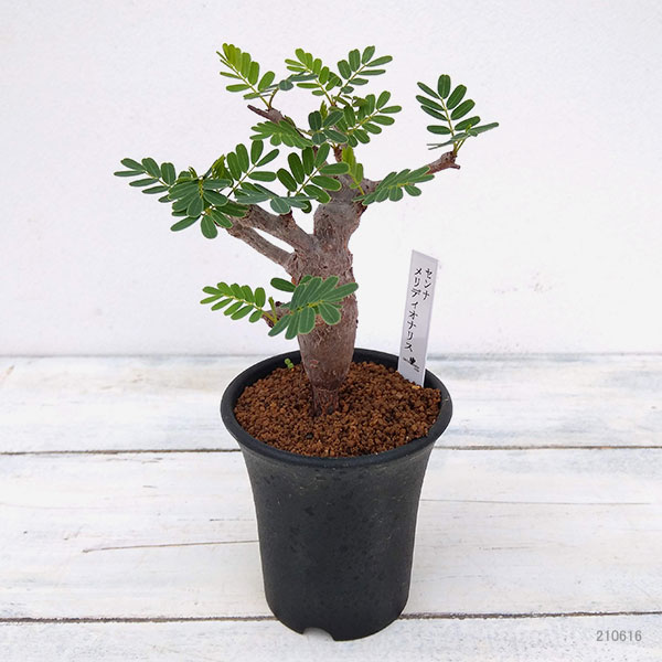 プラス 現品販売 一点もの 花 観葉植物 塊根植物 コーデックス 観葉植物 観葉植物 センナ メリディオナリス 2 5号鉢植え A 1 園芸ネット