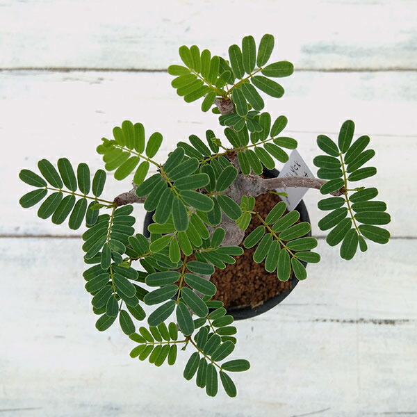 プラス 現品販売 一点もの 花 観葉植物 塊根植物 コーデックス 観葉植物 観葉植物 センナ メリディオナリス 2 5号鉢植え A 1 園芸ネット プラス 現品販売 一点もの 花 観葉植物 塊根植物 コーデックス 観葉植物 観葉植物 センナ メリディオナリス 2 5号鉢植え A 1 園芸ネット