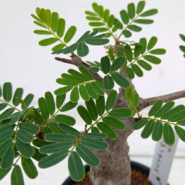 プラス 現品販売 一点もの 花 観葉植物 塊根植物 コーデックス 観葉植物 観葉植物 センナ メリディオナリス 2 5号鉢植え A 1 園芸ネット プラス 現品販売 一点もの 花 観葉植物 塊根植物 コーデックス 観葉植物 観葉植物 センナ メリディオナリス 2 5号鉢植え A 1 園芸ネット