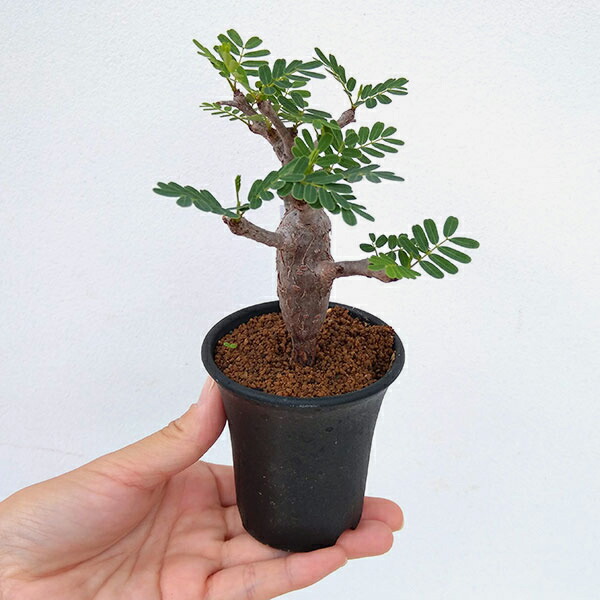 観葉植物 センナ メリディオナリス 2 5号鉢植え A 1 Sylvainpaley Cool