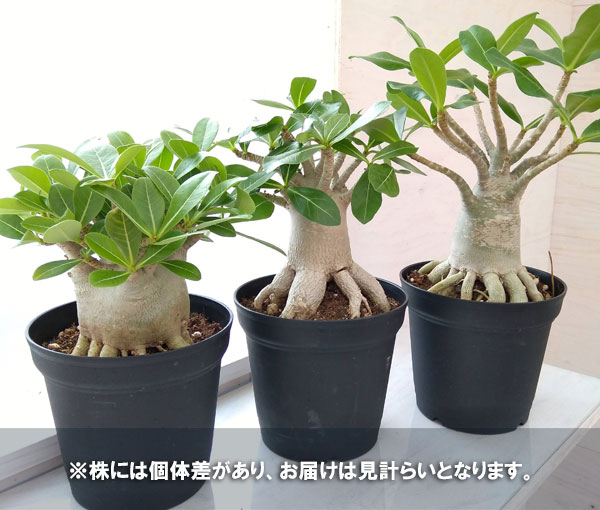 観葉植物 アデニウム アラビカム 根上がり仕立て 号鉢植え Butlerchimneys Com