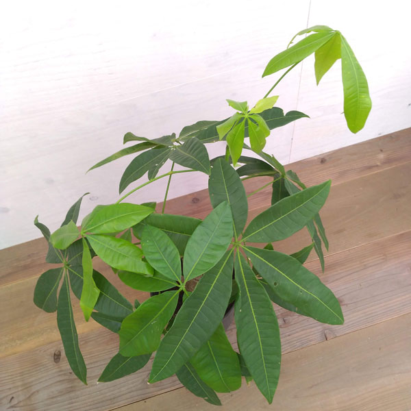 観葉植物 パキラ グラブラ 7号鉢植え A 2 園芸ネット 花 観葉植物 プラス 現品販売 観葉植物 沖縄観葉 観葉植物 パキラ グラブラ 7号鉢植え A 2 園芸ネット 花 観葉植物 プラス 現品販売 観葉植物 沖縄観葉
