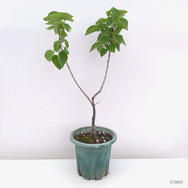 花木 庭木の苗 ライラック 斑入りアウクバエフォリア6号ポット septicin Com