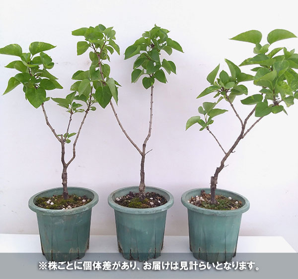 花木 庭木の苗 ライラック 斑入りアウクバエフォリア6号ポット septicin Com